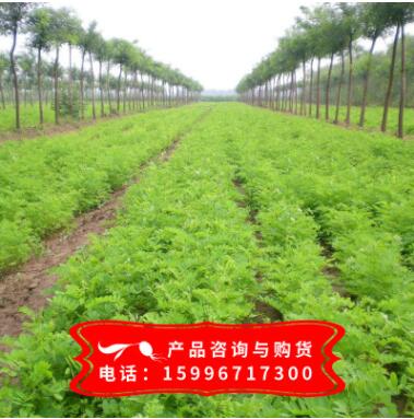 基地批發(fā)紫穗槐樹苗 紫穗槐苗 紫穗槐 根系發(fā)達易成活 苗圃基地