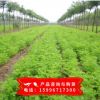 基地批發(fā)紫穗槐樹苗 紫穗槐苗 紫穗槐 根系發(fā)達易成活 苗圃基地