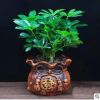 七葉蓮八方來財鴨腳木幸福樹苗盆栽四季常青辦公室內(nèi)外花卉綠植物