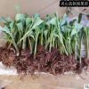 香蕉苗廣西組培香蕉苗脫毒苗中蕉9號粉蕉苗安南蕉威廉斯B6紅香蕉