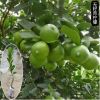 檸檬樹苗嫁接苗臺灣無籽青檸檬當年結果四季可種南方果苗地栽庭院