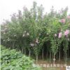 基地直銷木槿苗 木槿樹苗 量大優惠 叢生木槿 質優價廉 規格齊全