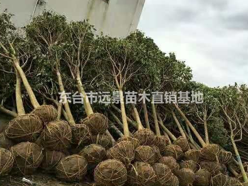 垂絲海棠批發(fā)西府海棠樹海棠貼梗海棠樹現(xiàn)貨基地直銷價