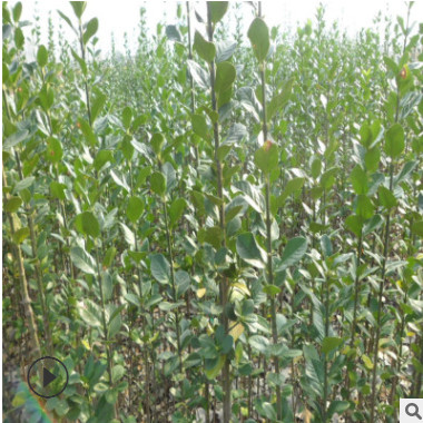 叢生北海道黃楊批發(fā) 綠籬植物護坡綠化工程苗 北海道黃楊小苗直銷