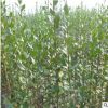 叢生北海道黃楊批發 綠籬植物護坡綠化工程苗 北海道黃楊小苗直銷