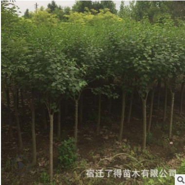 苗圃直銷嫁接紫丁香樹苗 爆馬丁香綠化工程苗 庭院花園開花盆栽苗