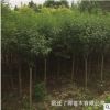 苗圃直銷嫁接紫丁香樹苗 爆馬丁香綠化工程苗 庭院花園開花盆栽苗