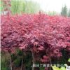 批發紅楓樹苗規格齊全工程苗庭院綠化美觀紅楓三季紅紅舞姬日本