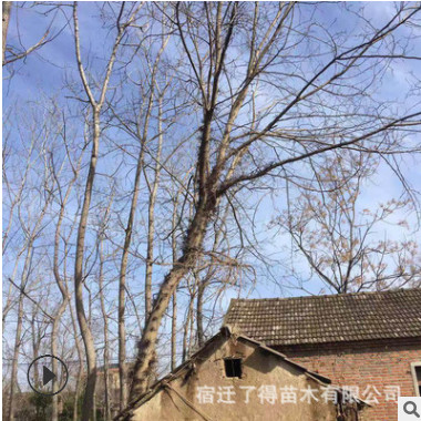 園林綠化苗木皂角樹 低價特惠直銷皂角樹 山東皂角樹批發(fā)