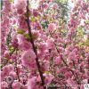批發優質榆葉梅 精品榆葉梅樹苗 庭院觀花植物 道路供應綠化工程