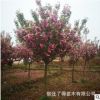 苗圃直銷櫻花樹苗庭院別墅花園大樹櫻花室內盆栽耐寒花樹早櫻晚櫻
