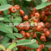 大小規格火棘基地