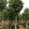 揭陽市政樹。陰香袋苗基地直銷。產地批發價格。園林擺設。免費報