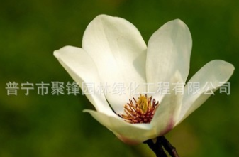 白玉蘭產地 普寧白玉蘭基地。廣東白玉蘭價格。廣州白玉蘭小