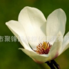 白玉蘭產地 普寧白玉蘭基地。廣東白玉蘭價格。廣州白玉蘭小