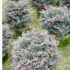 揭陽紅花繼木球基地。普寧灌木球類基地。紅花繼木產地。海量批發