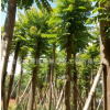 普寧麻楝假植苗基地。中山麻楝產地。12-16公分價格。基地農戶價
