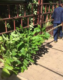 揭陽5至6分大葉紫薇價格。產地直銷。基地批發價格。免費報價。質