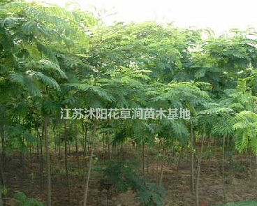 優質特價合歡產地直銷