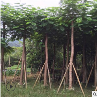 大量批發A貨光桿鳳凰木15公分園林景觀工程供應規格齊全鳳凰木