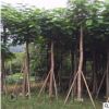 大量批發A貨光桿鳳凰木15公分園林景觀工程供應規格齊全鳳凰木