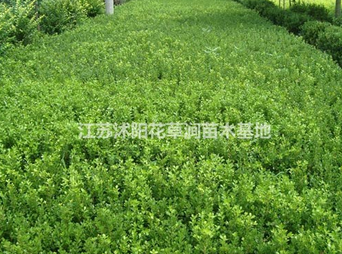 江蘇瓜子黃楊批發/供應