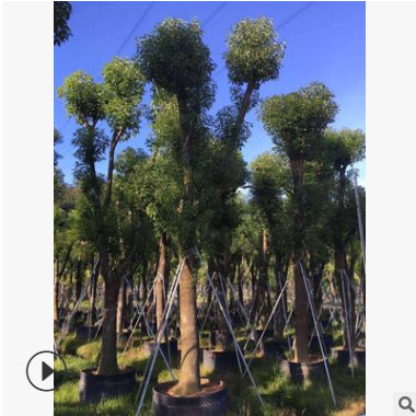 常綠喬木本基地供應鳳凰木樹苗各種規格喬木袋苗質量保證價格優惠