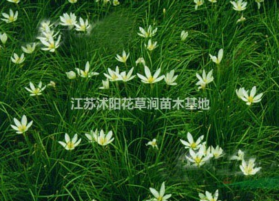 江蘇蔥蘭介紹/特征/用途