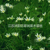 江蘇蔥蘭介紹/特征/用途