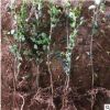 批發(fā)小葉女貞籬 園林造型樹小苗 工程綠化苗木 常綠灌木風(fēng)景盆栽