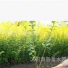 庭院綠化植物金森女貞樹苗 金葉女貞球小苗彩色綠化苗木批發(fā)