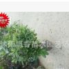 直銷 綠化苗木 毛娟苗木 毛娟種植 毛娟小苗毛娟 銷售毛杜娟