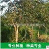 苗木基地大葉紫薇紅花紫薇園林苗圃