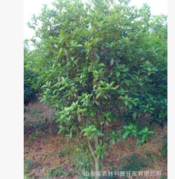 苗木基地八月桂花 桂花小苗（地徑18cm）