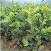 大量供應德昌油茶苗 容器袋油茶苗 一級苗木 二級苗木供應批發