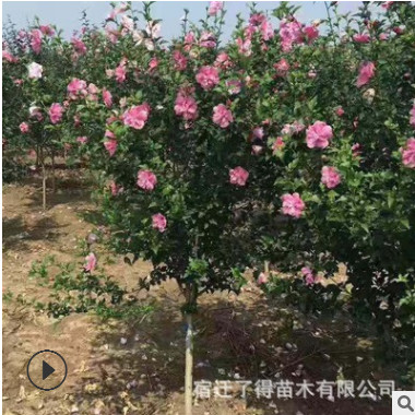 批發重瓣木槿樹苗 綠化花卉叢生獨桿規格齊全 庭院別墅花園地栽