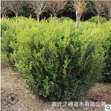 批發灌木 瓜子黃楊床苗小毛球凈球單顆 庭院工程別墅花園常青綠籬