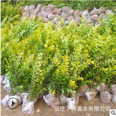 批發金葉女貞 黃葉女貞球 綠化工程色塊地道路花園綠籬 量大從優