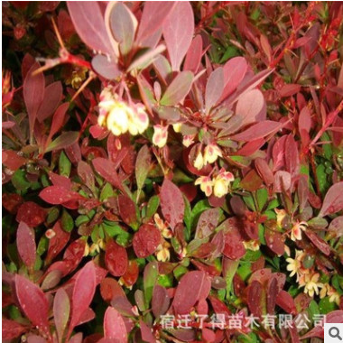 批發小葉女貞苗 瓜子黃楊小苗 紅葉小檗工程苗四季常青色塊籬笆苗