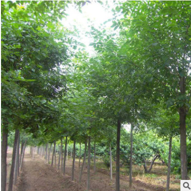 基地直銷白蠟苗 供應防護樹綠化工程速生白蠟樹苗 白蠟樹苗批發