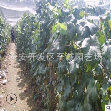 純度百分之97、成活率百分之96的金手指葡萄速生苗廠家直供