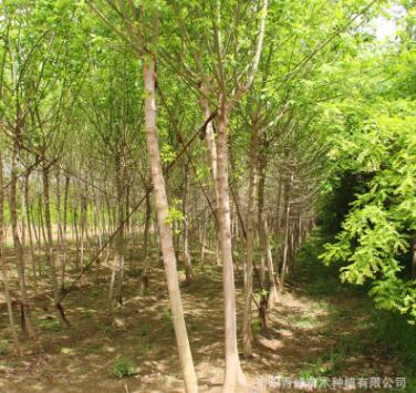 河南復(fù)葉槭/青竹復(fù)葉槭/量大從優(yōu)