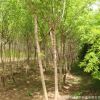 河南復(fù)葉槭/青竹復(fù)葉槭/量大從優(yōu)