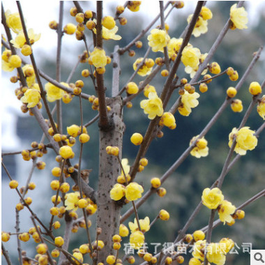 批發臘梅小苗 梅花苗 大量供應臘梅種子 大規格臘梅樹苗 臘梅花苗