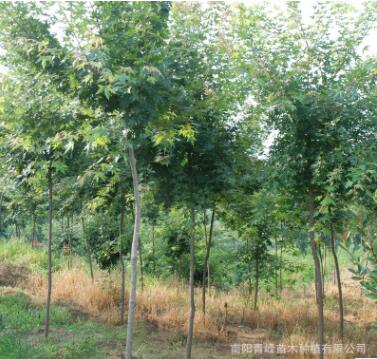 批發(fā)河南五角楓/地錦槭/色木槭/精品園林樹//工程綠化苗/基地直銷