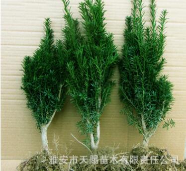 曼地亞紅豆杉原產(chǎn)地 供應(yīng)美國引種紅豆杉2年1號粗桿苗盆栽優(yōu)質(zhì)苗