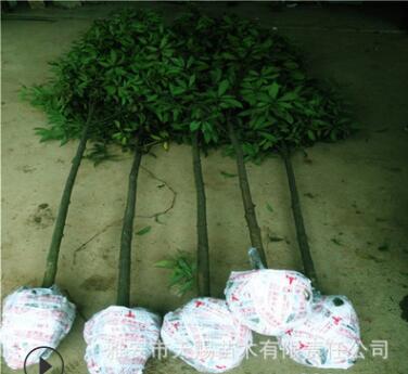 四川雅安金絲楠木原產(chǎn)地供應(yīng)楨楠金絲楠大容器苗四季種植成活率高