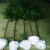四川雅安金絲楠木原產地供應楨楠金絲楠大容器苗四季種植成活率高