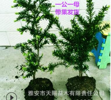 曼地亞紅豆杉樹苗一公一母搭配包結(jié)果沙綠鷹綠星泰斗品系