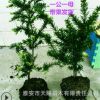曼地亞紅豆杉樹苗一公一母搭配包結果沙綠鷹綠星泰斗品系